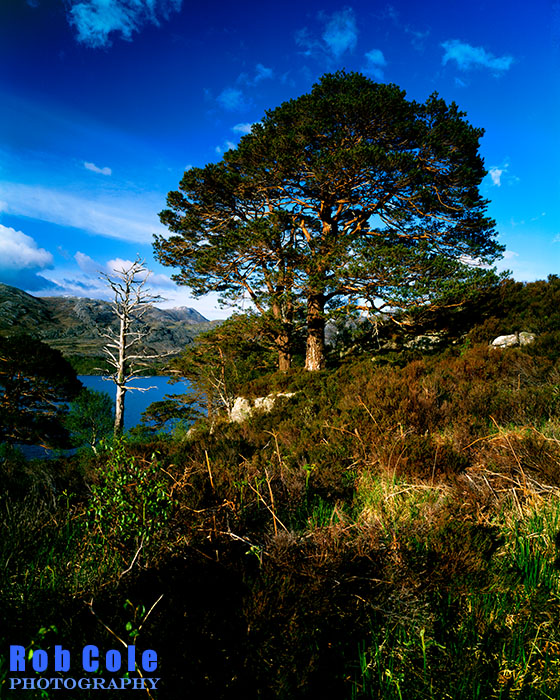 Scots pines beside Loch Maree, Torridon, Scotland