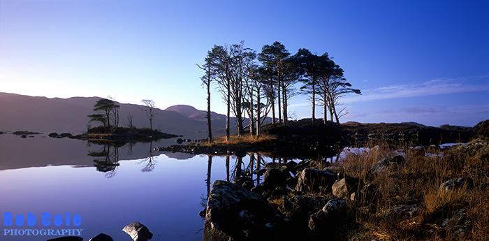 Caledonian pines on an island in Loch Assynt