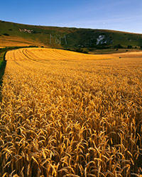 The chalk figure of the Long Man on the escarpment of the South Downs above Wilmington